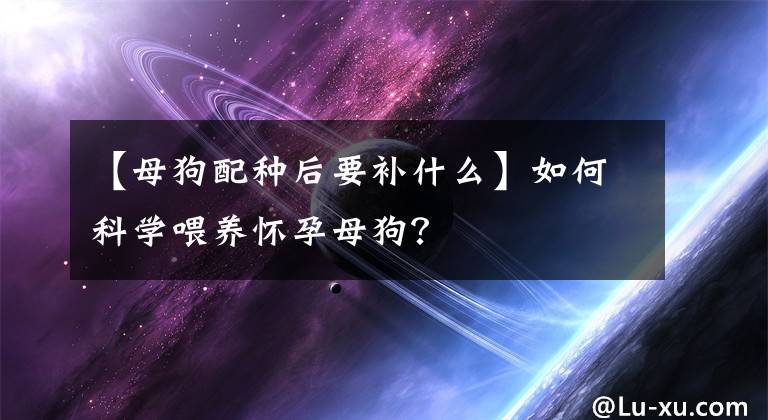 【母狗配種后要補(bǔ)什么】如何科學(xué)喂養(yǎng)懷孕母狗？