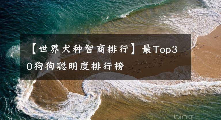 【世界犬種智商排行】最Top30狗狗聰明度排行榜