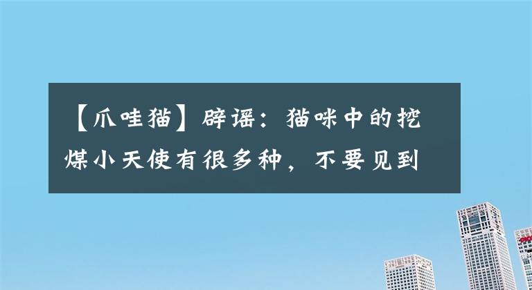 【爪哇貓】辟謠：貓咪中的挖煤小天使有很多種，不要見到黑臉就叫暹羅貓哦！