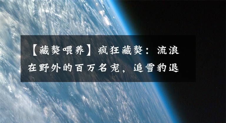 【藏獒喂養(yǎng)】瘋狂藏獒：流浪在野外的百萬名寵，追雪豹退棕熊，已成高原霸主