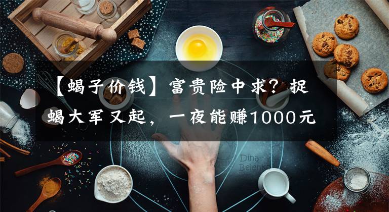 【蝎子價錢】富貴險中求？捉蝎大軍又起，一夜能賺1000元，不怕中毒嗎？