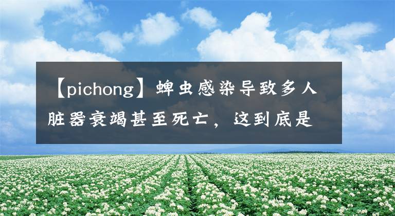 【pichong】蜱蟲感染導(dǎo)致多人臟器衰竭甚至死亡，這到底是什么?。咳绾晤A(yù)防