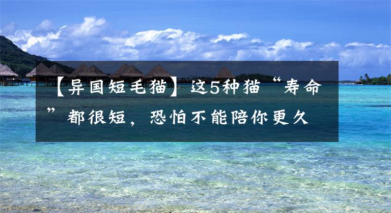 【異國(guó)短毛貓】這5種貓“壽命”都很短，恐怕不能陪你更久，養(yǎng)到請(qǐng)珍惜吧