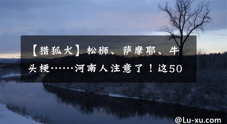 【獵狐犬】松獅、薩摩耶、牛頭?！幽先俗⒁饬耍∵@50種犬只或?qū)⒉荒莛B(yǎng)！