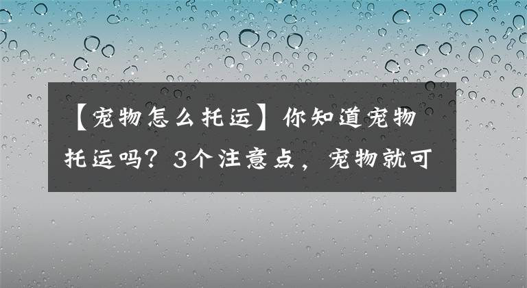 【寵物怎么托運(yùn)】你知道寵物托運(yùn)嗎？3個(gè)注意點(diǎn)，寵物就可以托運(yùn)，求別出事就行