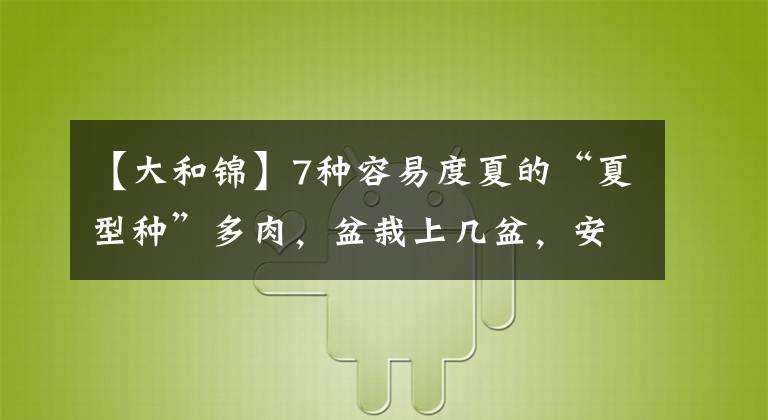 【大和錦】7種容易度夏的“夏型種”多肉，盆栽上幾盆，安全度夏無壓力