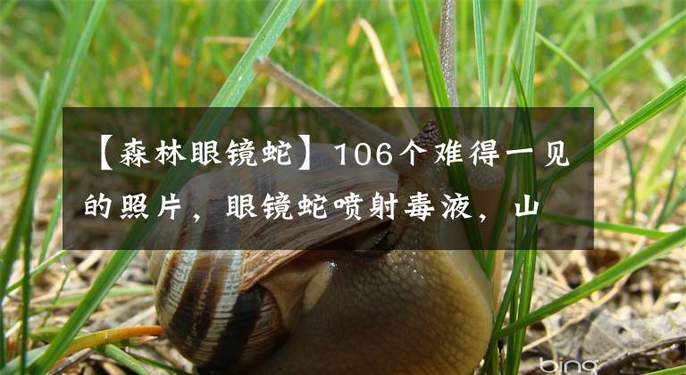 【森林眼鏡蛇】106個(gè)難得一見(jiàn)的照片，眼鏡蛇噴射毒液，山里的船塢，女球迷