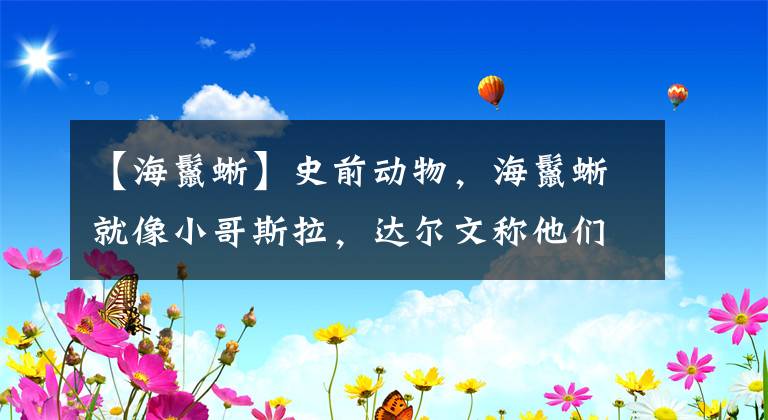 【海鬣蜥】史前動物，海鬣蜥就像小哥斯拉，達(dá)爾文稱他們?yōu)椤暗鬲z的使者”！