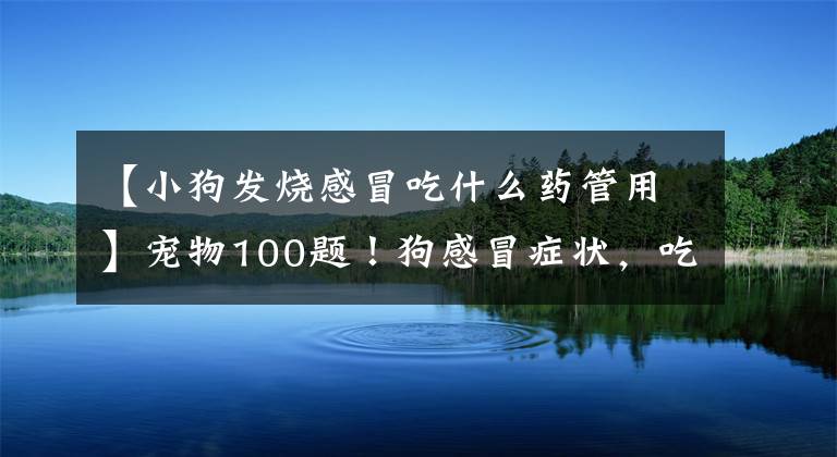 【小狗發(fā)燒感冒吃什么藥管用】寵物100題！狗感冒癥狀，吃什么藥有效？建議收藏