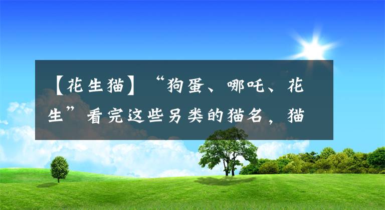 【花生貓】“狗蛋、哪吒、花生”看完這些另類的貓名，貓咪內(nèi)心是崩潰的