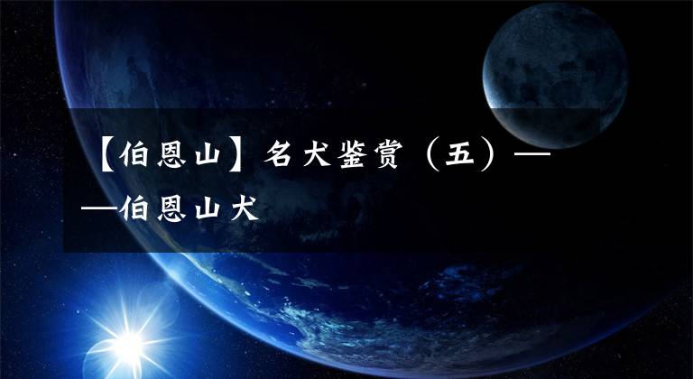 【伯恩山】名犬鑒賞（五）——伯恩山犬