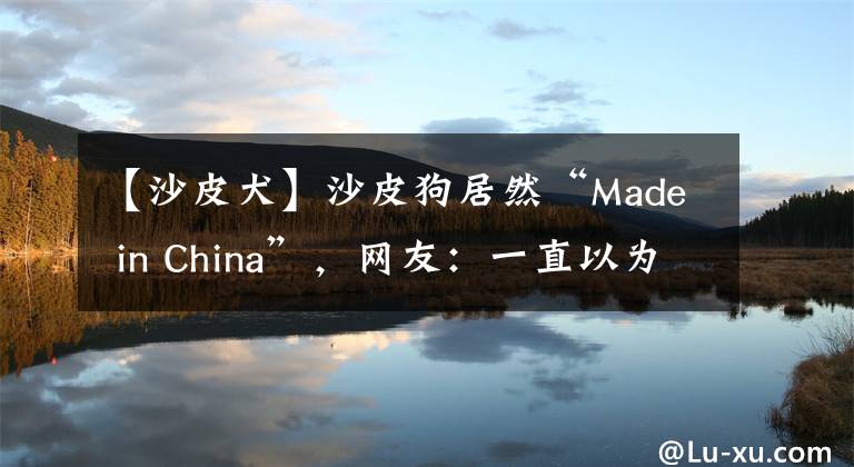 【沙皮犬】沙皮狗居然“Made in China”，網(wǎng)友：一直以為是進(jìn)口犬