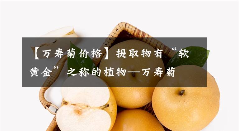 【萬壽菊價格】提取物有“軟黃金”之稱的植物—萬壽菊