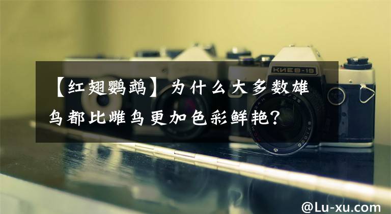 【紅翅鸚鵡】為什么大多數(shù)雄鳥都比雌鳥更加色彩鮮艷？