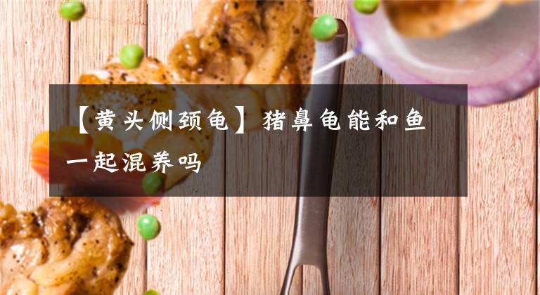 【黃頭側頸龜】豬鼻龜能和魚一起混養(yǎng)嗎