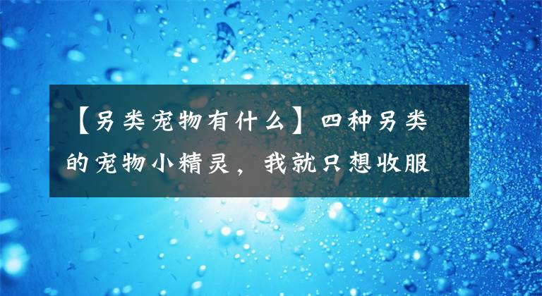 【另類寵物有什么】四種另類的寵物小精靈，我就只想收服第四只