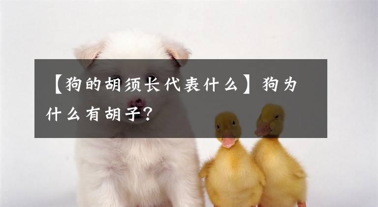 【狗的胡須長代表什么】狗為什么有胡子？