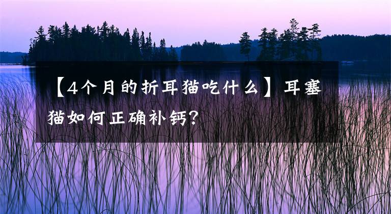 【4個月的折耳貓吃什么】耳塞貓如何正確補鈣？