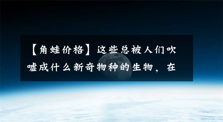 【角蛙價(jià)格】這些總被人們吹噓成什么新奇物種的生物，在觀賞魚市場(chǎng)很常見