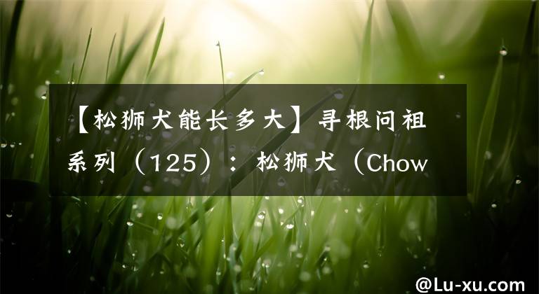 【松獅犬能長(zhǎng)多大】尋根問(wèn)祖系列（125）：松獅犬（Chow Chow）