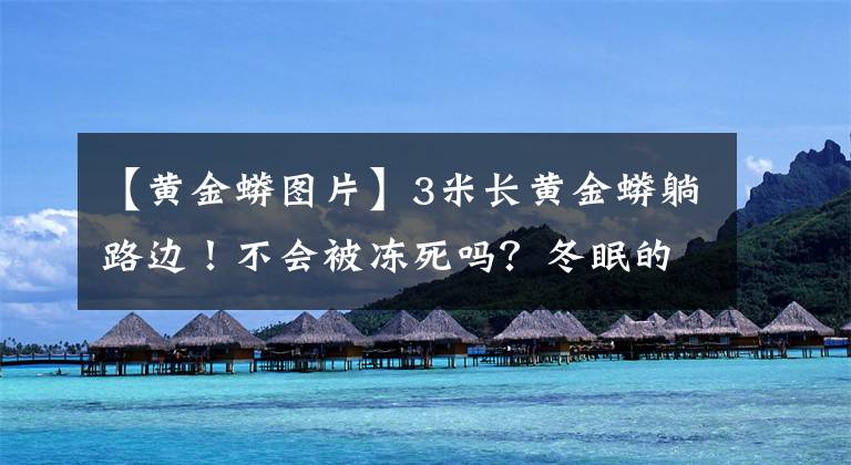 【黃金蟒圖片】3米長黃金蟒躺路邊！不會被凍死嗎？冬眠的蛇是怎樣咬人的？