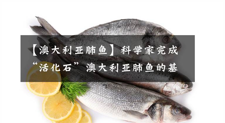 【澳大利亞肺魚】科學(xué)家完成“活化石”澳大利亞肺魚的基因組測(cè)序，或揭示陸地生命進(jìn)化線索