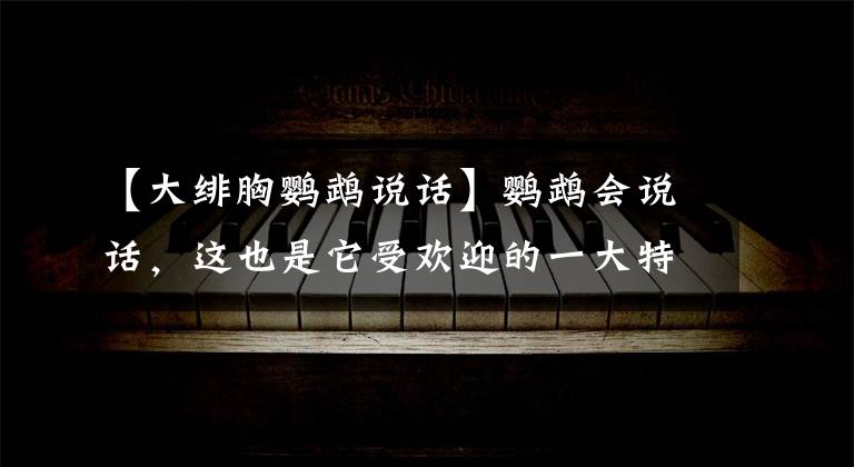 【大緋胸鸚鵡說話】鸚鵡會說話，這也是它受歡迎的一大特色，哪種鸚鵡說話能力強