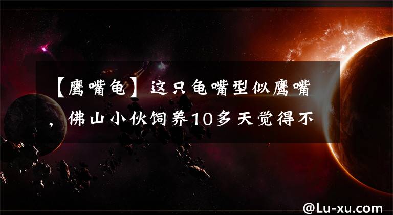 【鷹嘴龜】這只龜嘴型似鷹嘴，佛山小伙飼養(yǎng)10多天覺得不對勁，抱去派出所