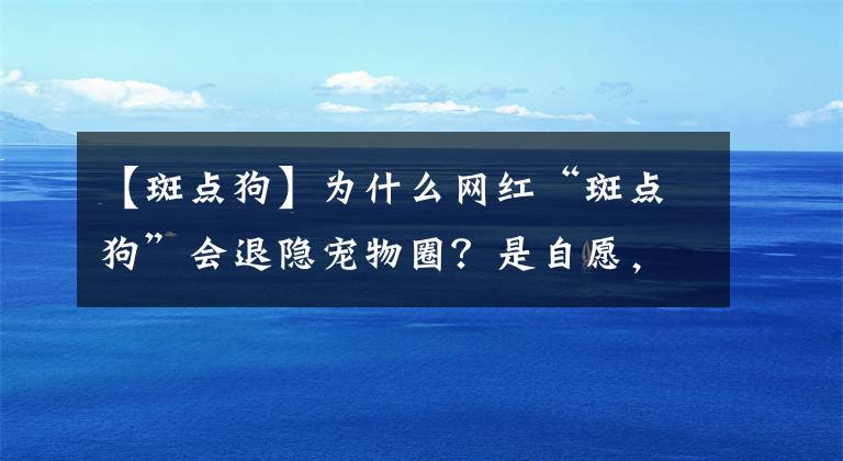 【斑點(diǎn)狗】為什么網(wǎng)紅“斑點(diǎn)狗”會(huì)退隱寵物圈？是自愿，還是人為