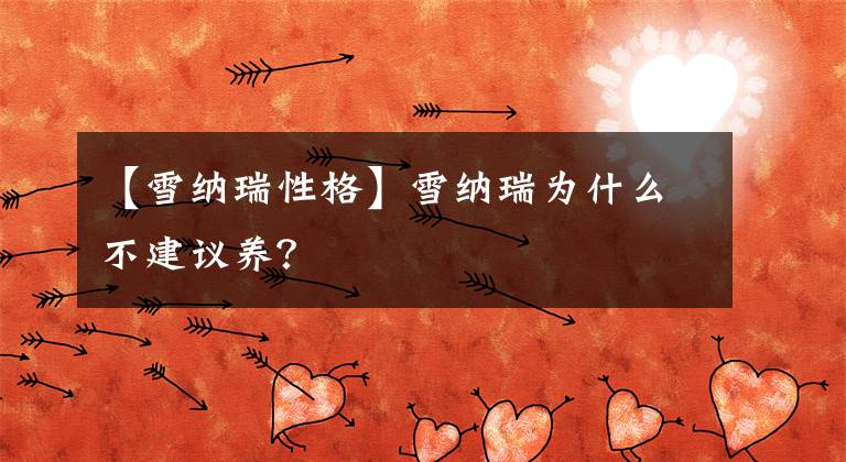 【雪納瑞性格】雪納瑞為什么不建議養(yǎng)？