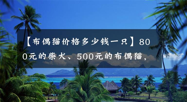 【布偶貓價(jià)格多少錢一只】800元的柴犬、500元的布偶貓，我來到了寵物們的“人間煉獄”