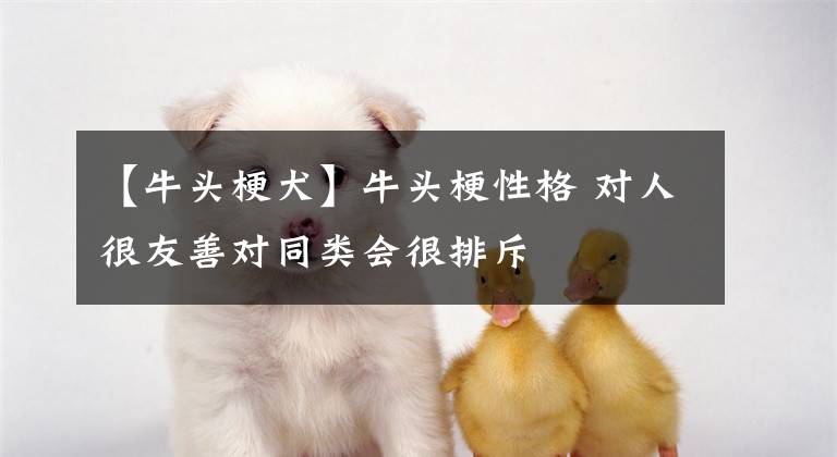 【牛頭梗犬】牛頭梗性格 對人很友善對同類會很排斥