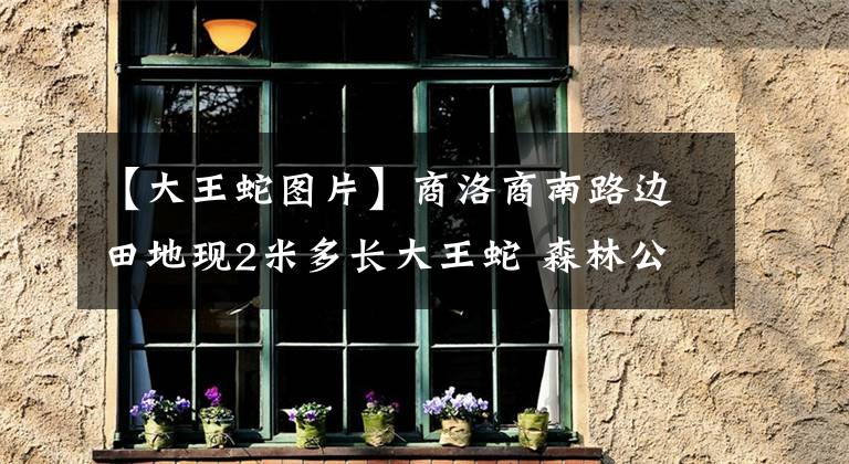 【大王蛇圖片】商洛商南路邊田地現(xiàn)2米多長大王蛇 森林公安民警將其放生