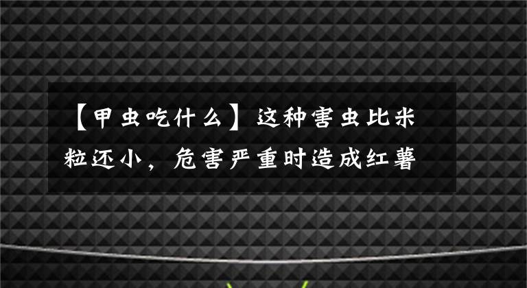 【甲蟲吃什么】這種害蟲比米粒還小，危害嚴重時造成紅薯絕收，牢記這些防治重點