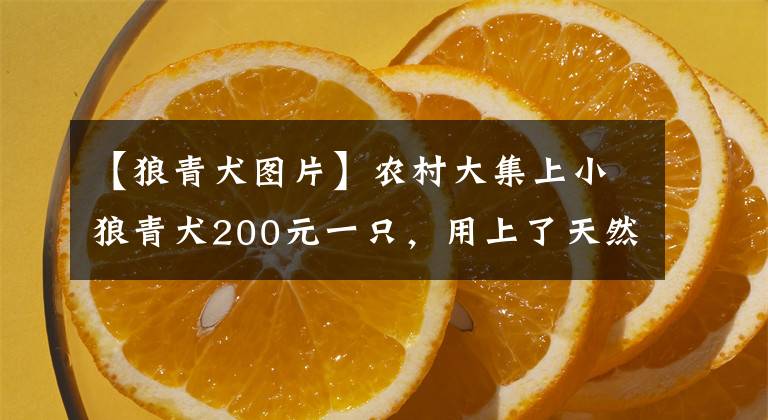 【狼青犬圖片】農村大集上小狼青犬200元一只，用上了天然氣取暖，難得享受冬閑