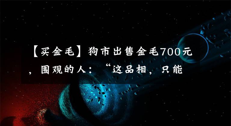 【買金毛】狗市出售金毛700元，圍觀的人：“這品相，只能當(dāng)肉狗賣！”