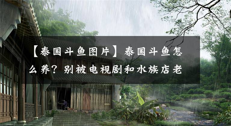 【泰國斗魚圖片】泰國斗魚怎么養(yǎng)？別被電視劇和水族店老板騙了，不能養(yǎng)在小瓶子里