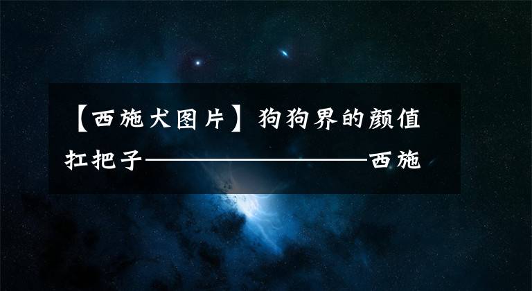 【西施犬圖片】狗狗界的顏值扛把子————————西施犬如何挑選