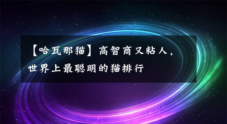 【哈瓦那貓】高智商又粘人，世界上最聰明的貓排行