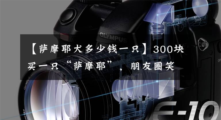 【薩摩耶犬多少錢一只】300塊買一只“薩摩耶”，朋友圈笑炸了