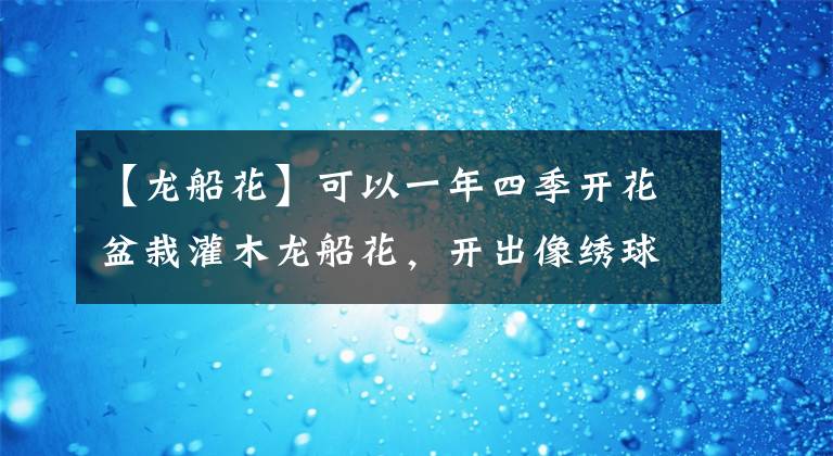 【龍船花】可以一年四季開花盆栽灌木龍船花，開出像繡球般的花朵