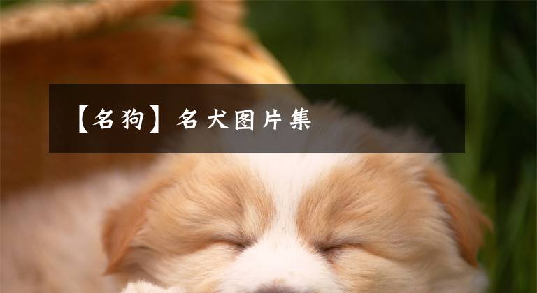 【名狗】名犬圖片集