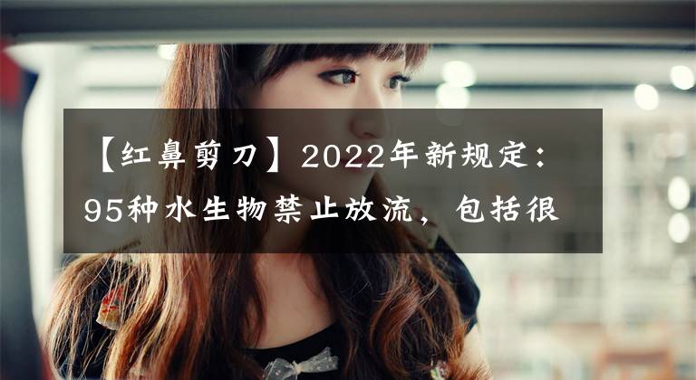 【紅鼻剪刀】2022年新規(guī)定：95種水生物禁止放流，包括很多常見魚類