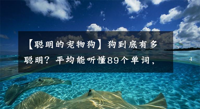 【聰明的寵物狗】狗到底有多聰明？平均能聽懂89個單詞，相當(dāng)于18個月大嬰兒