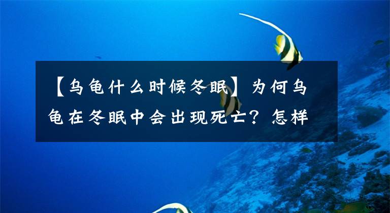 【烏龜什么時(shí)候冬眠】為何烏龜在冬眠中會(huì)出現(xiàn)死亡？怎樣區(qū)分烏龜是在冬眠還是死亡？