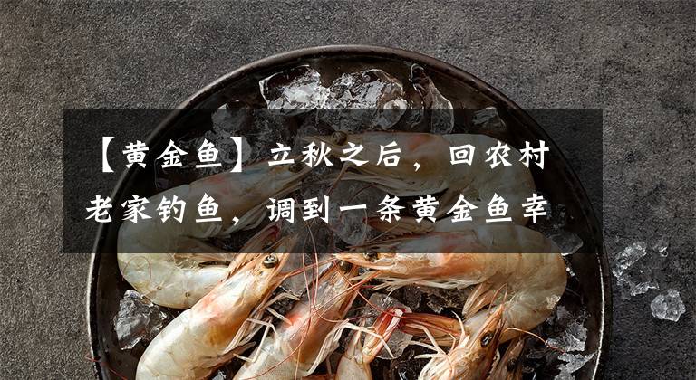 【黃金魚】立秋之后，回農(nóng)村老家釣魚，調(diào)到一條黃金魚幸福滿滿