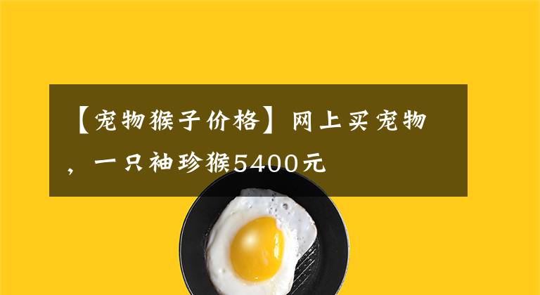 【寵物猴子價(jià)格】網(wǎng)上買寵物，一只袖珍猴5400元