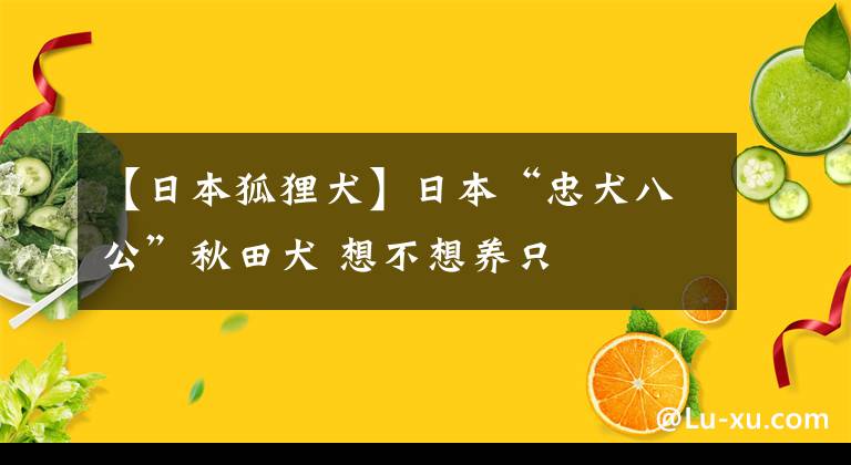 【日本狐貍?cè)咳毡尽爸胰斯鼻锾锶?想不想養(yǎng)只