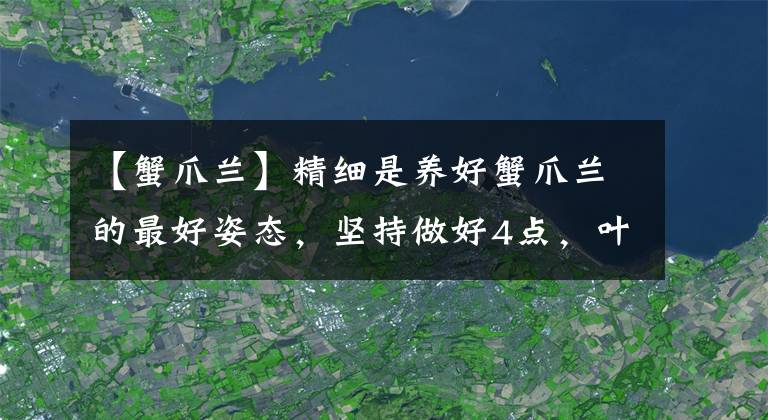 【蟹爪蘭】精細(xì)是養(yǎng)好蟹爪蘭的最好姿態(tài)，堅(jiān)持做好4點(diǎn)，葉子肥厚，不再爛根