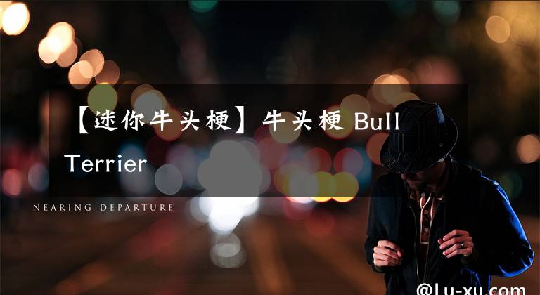 【迷你牛頭梗】牛頭梗 Bull Terrier